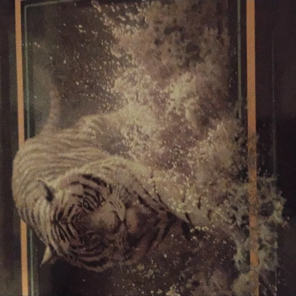 Majestic White Tiger Wall Art